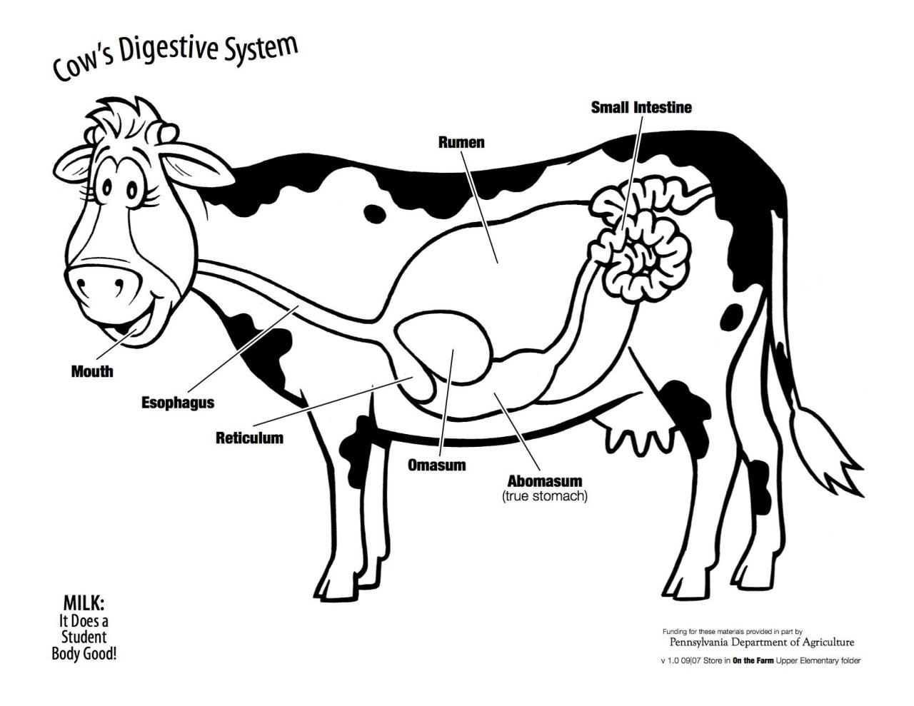Draw and Label Digestive System of Cow: Anatomy Guide for Drawing Cow's Digestive System